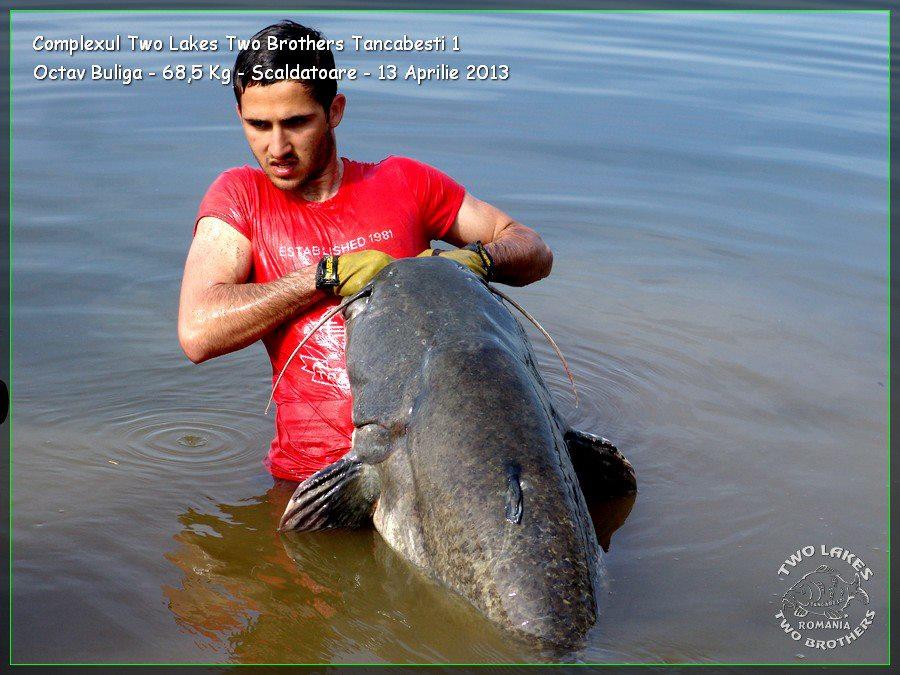 catfish pe tancabesti - 597433788221255648641524350087n.jpg
